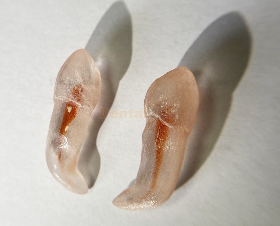 12Pcs Molar Incisor Cuspid Teeth Model Dental Endo Files Path for Endodontic Training Practice